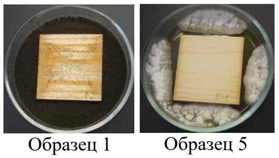 Грунтовочный антисептик Renowood EcoBase